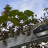 Lutec 6910601335 Arrow LED Nástěnné venkovní světlo | Přírodní bílá | 2W | Šedá